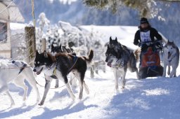 Lenk 2013